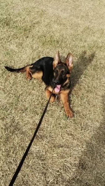 Cuccioli di pastore tedesco | Foto 6