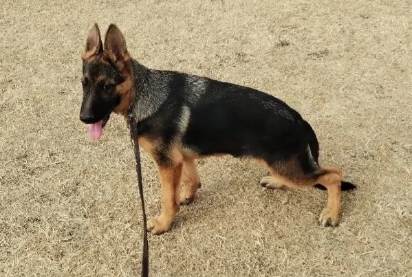 Cuccioli di pastore tedesco | Foto 5