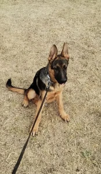 Cuccioli di pastore tedesco | Foto 4