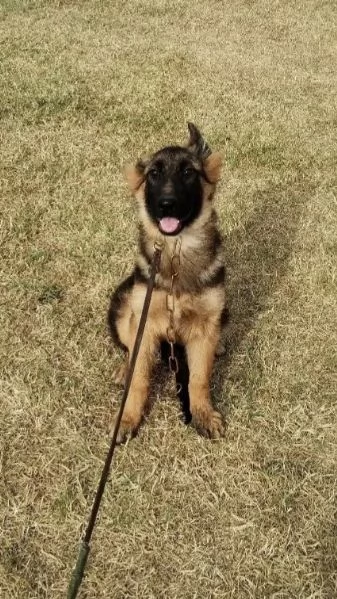 Cuccioli di pastore tedesco | Foto 3