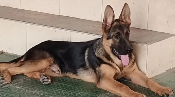 Cuccioli di pastore tedesco | Foto 1