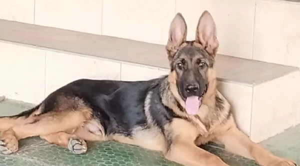 Cuccioli di pastore tedesco | Foto 0