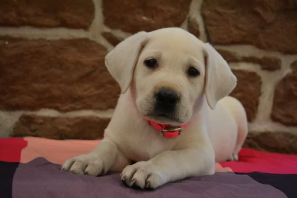 Cuccioli di Labrador in adozione!
