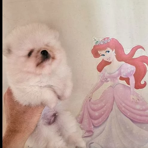 Cucciola Spitz di Pomerania