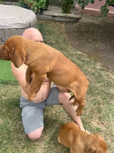 Dogue de Bordeaux cuccioli | Foto 3