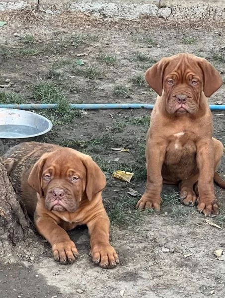 Dogue de Bordeaux cuccioli