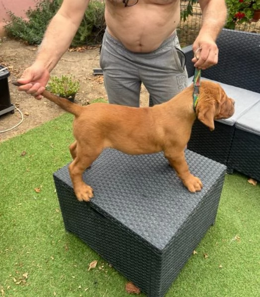 Dogue de Bordeaux cuccioli | Foto 2