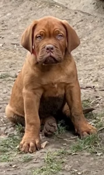 Dogue de Bordeaux cuccioli | Foto 1