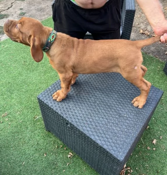 Dogue de Bordeaux cuccioli | Foto 0