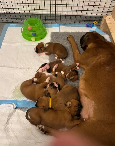 CUCCIOLI DI BOXER ALLEVATI CON AMORE per adozione