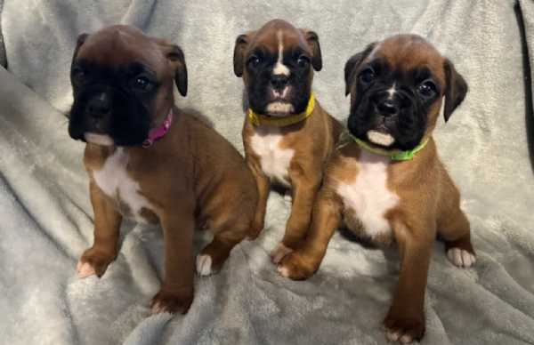 CUCCIOLI DI BOXER ALLEVATI CON AMORE per adozione | Foto 2