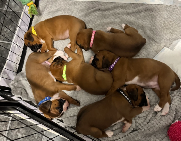 CUCCIOLI DI BOXER ALLEVATI CON AMORE per adozione | Foto 0