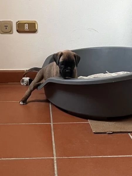 Boxer | Foto 2