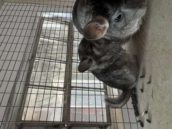  Cucciola Cincill&agrave;  | Foto 4