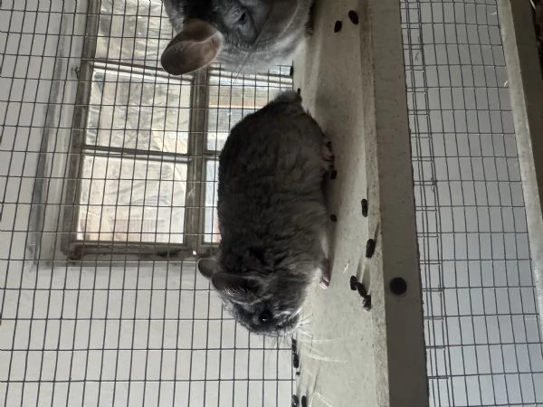  Cucciola Cincill&agrave;  | Foto 3