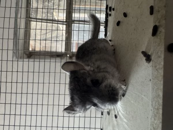  Cucciola Cincill&agrave;  | Foto 1