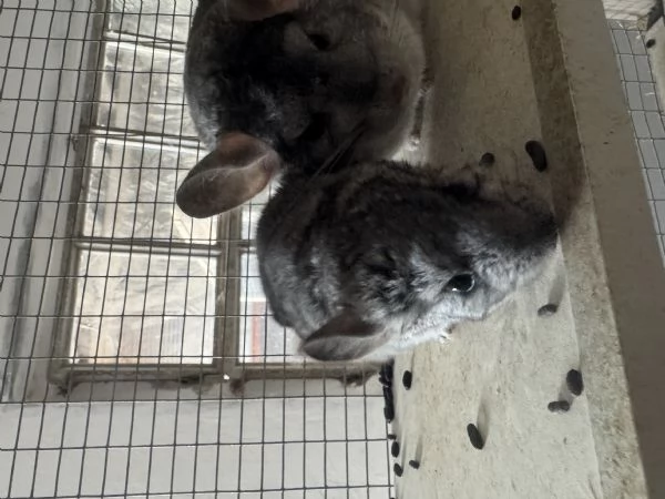  Cucciola Cincill&agrave; 