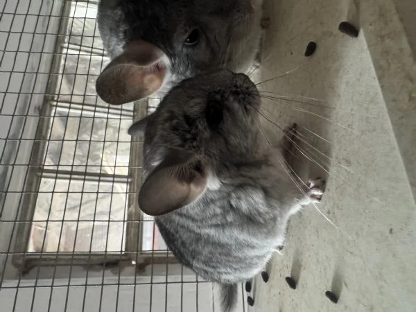  Cucciola Cincill&agrave;  | Foto 0