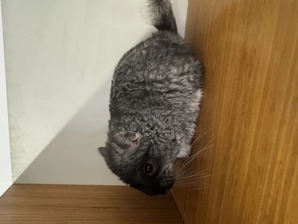 Cucciolo Cincill&agrave; TOV | Foto 2