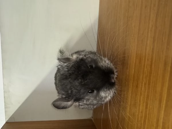 Cucciolo Cincill&agrave; TOV | Foto 1