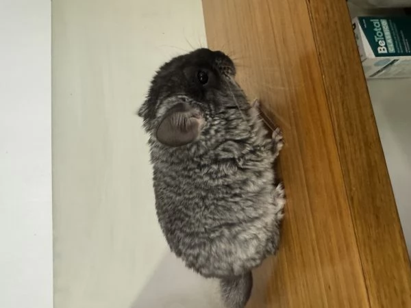 Cucciolo Cincill&agrave; TOV | Foto 0