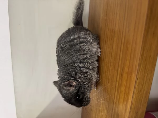 Cucciolo Cincill&agrave; TOV