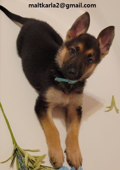 LKKCHER Tappi Bottiglie Vino di Labrador, Regalo per Uomo e Donne Amanti Dei Can