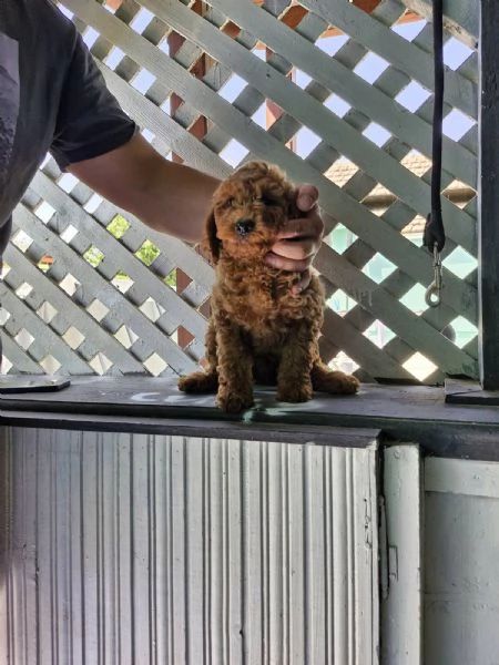 Cuccioli di barboncino toy | Foto 2