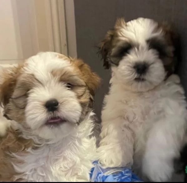 2 cucciola Shihtzu e  cercano una adozione che sia per sempre.  | Foto 0