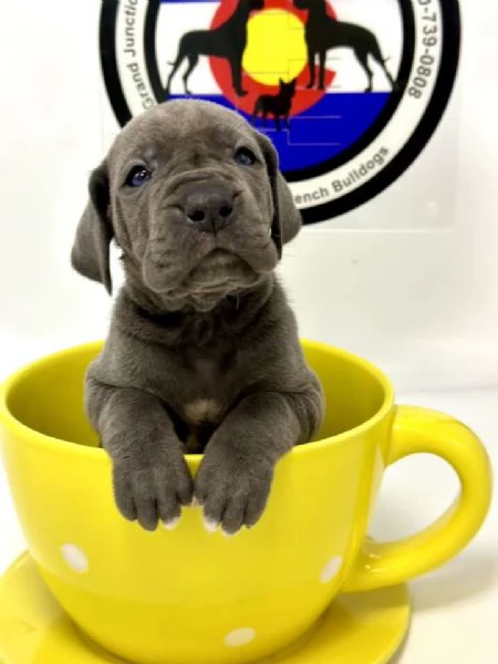 Cuccioli di alano | Foto 1