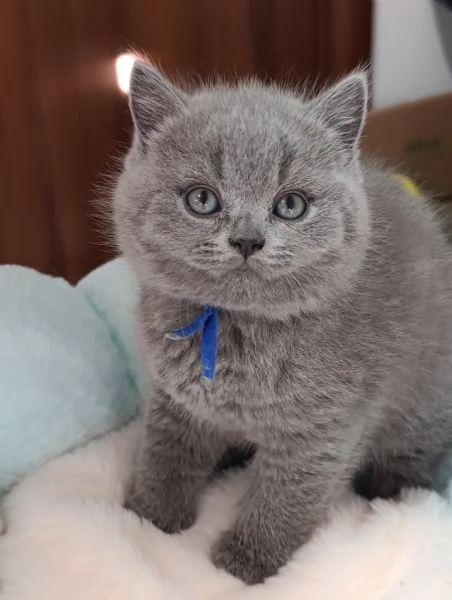 Cuccioli British Shorthair blu | Foto 4