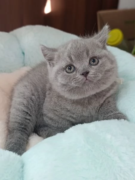 Cuccioli British Shorthair blu | Foto 3