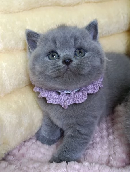 Cuccioli British Shorthair blu | Foto 2