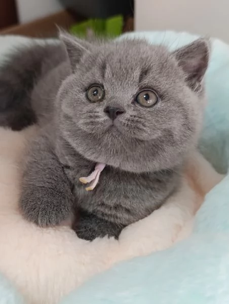 Cuccioli British Shorthair blu