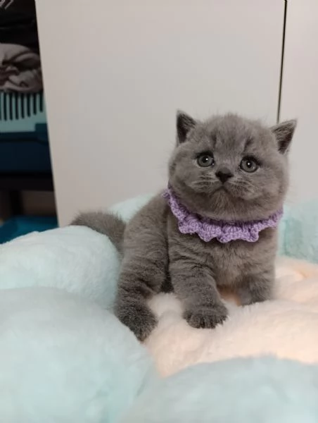 Cuccioli British Shorthair blu | Foto 1