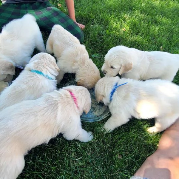 Golden retriever cuccioli | Foto 1
