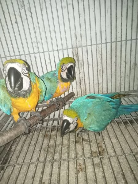 Pappagalli ara blu e oro disponibili ora