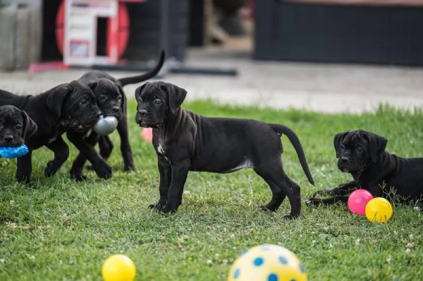 Cane Corso cuccioli in vendita