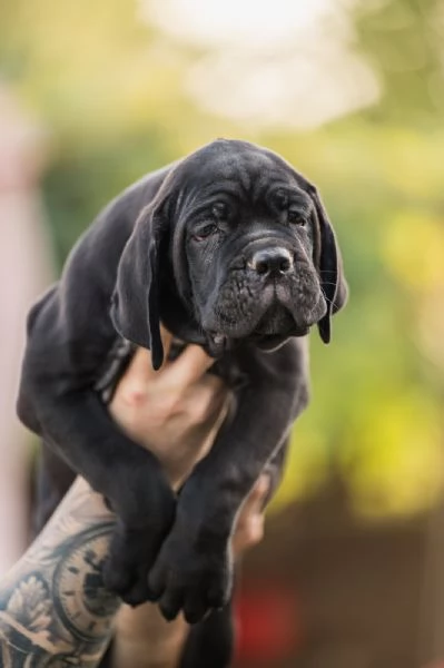 Cane Corso cuccioli in vendita | Foto 6