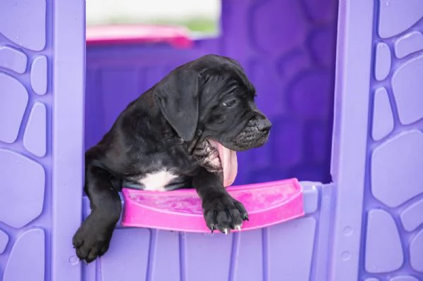 Cane Corso cuccioli in vendita | Foto 5