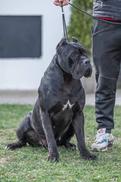 Cane Corso cuccioli in vendita | Foto 4