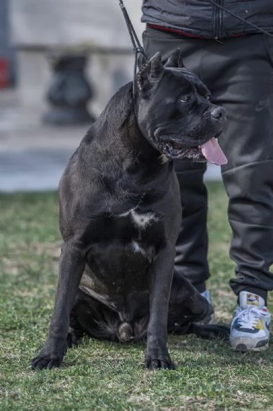 Cane Corso cuccioli in vendita | Foto 3