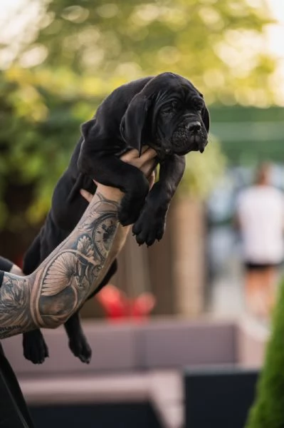 Cane Corso cuccioli in vendita | Foto 2