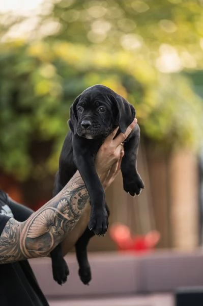 Cane Corso cuccioli in vendita | Foto 1