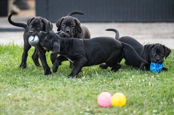 Cane Corso cuccioli in vendita | Foto 0