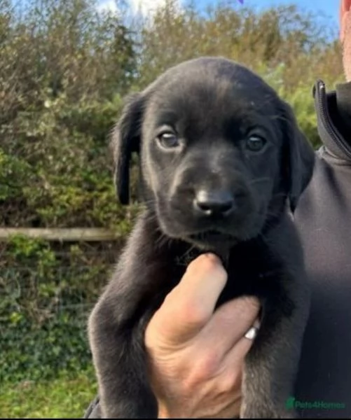  cucciolata di Labrador