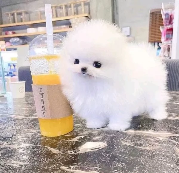 Cuccioli adorabili di Pomerania