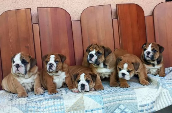 Cuccioli di bulldog inglese | Foto 0