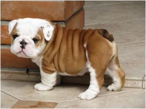 Cuccioli di bulldog inglese
