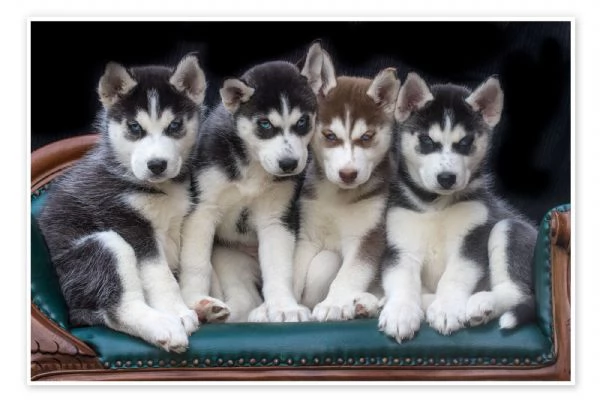 Vendita cucciolo siberian husky | Foto 1